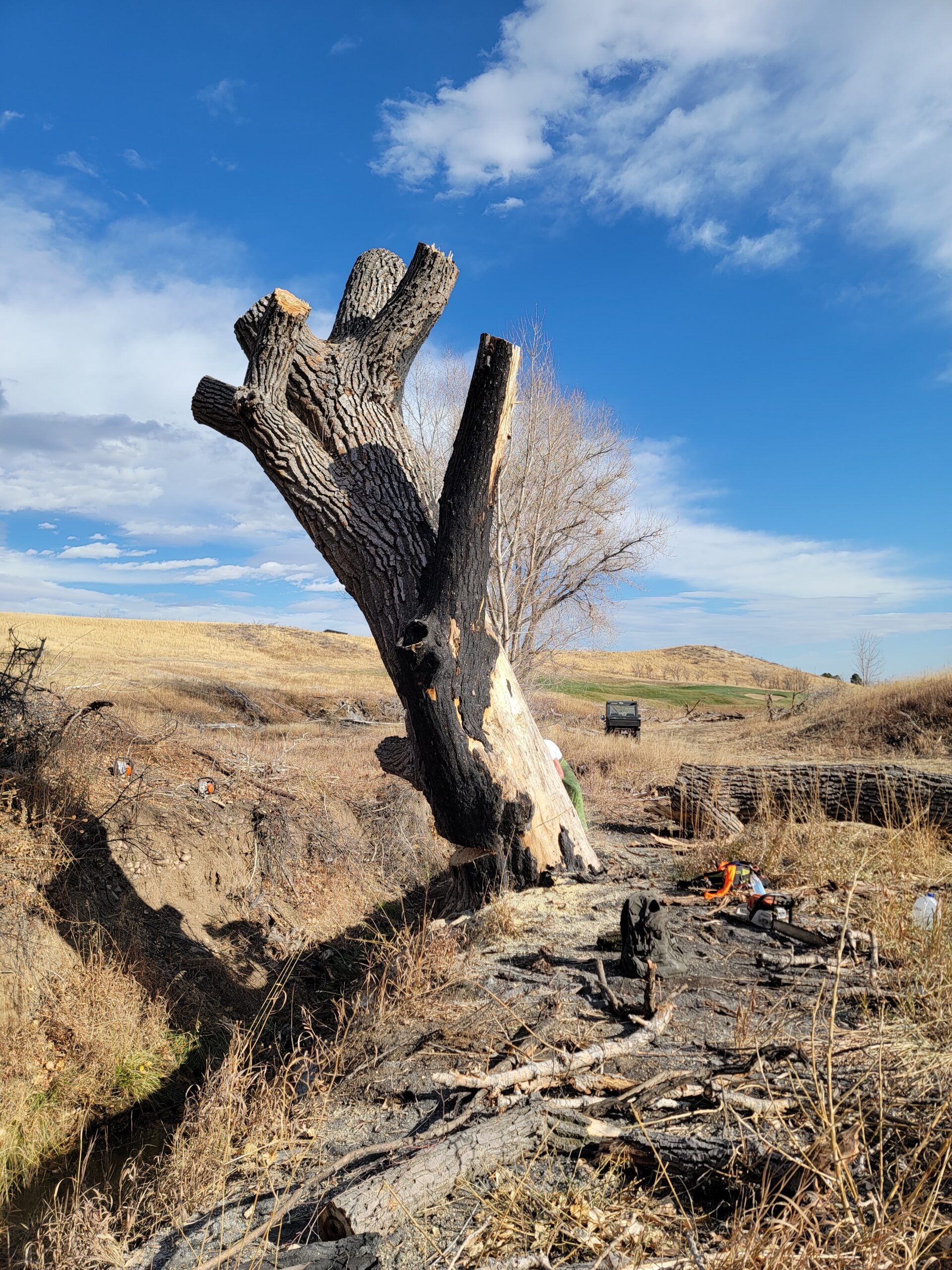 Tree Service Tree Service Englewood