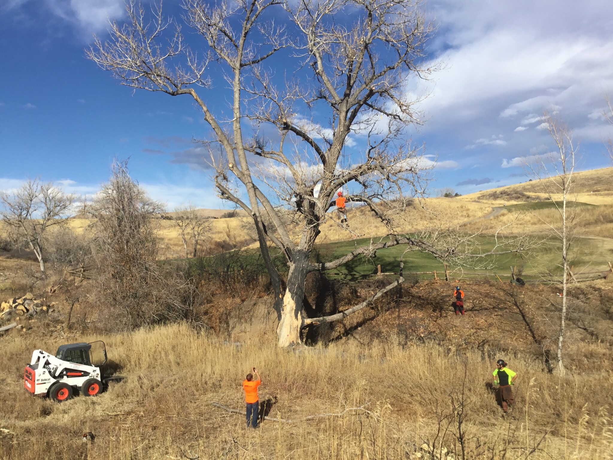 Tree Service Tree Service Englewood